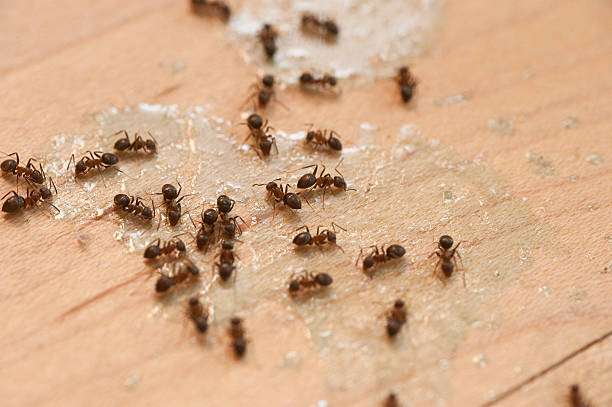 Best Ant Control Services  in Parma, OH