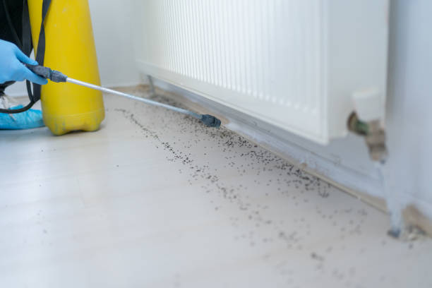 Best Rat Extermination Near Me  in Parma, OH